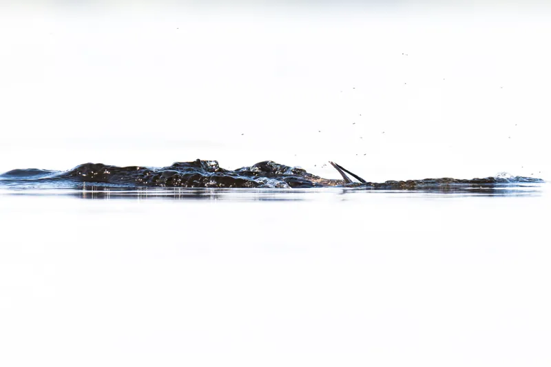 Loon-tail, fleas, Turtle-Flambeau Flowage. 2019.